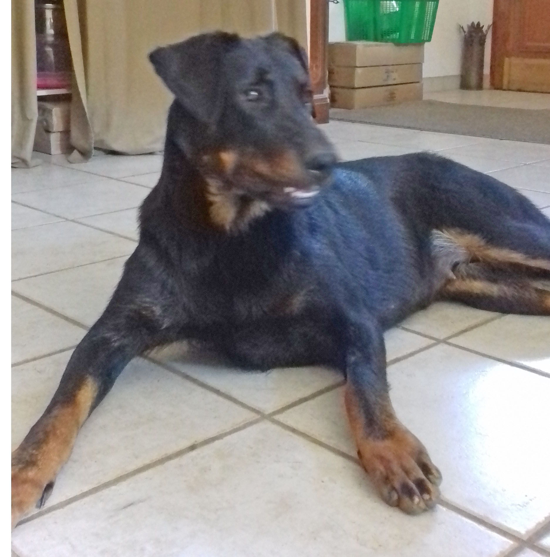 domainedelalicorne.fr photo chien beauceron photo chiot beauceron Elevage de beauceron chiot beauceron pure race élevage du clos de la licorne elevage des gardiens de la licorne elevage beauceron noir et feu authentique gros gabarits élevage de Beauceron familial sérieux et qualité domainedelalicorne.fr suivi des chiots conseil d’éducation chiot propre bas rouge santé caractère spécialiste du beauceron noir et feu ou arlequin chien rustique berger de France  nos chiots sont élevés avec amour et attention notre passion au service de la qualité Beauceron de qualité et sportif domaine de la licorne 04380 BARRAS élevage en liberté éleveur berger de beauce élevage de beauceron de travail 06 11 20 51 93 site domainedelalicorne.fr mail domainedelalicorne@gmail.com